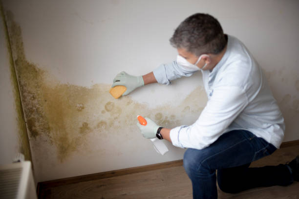 Best HVAC Mold Inspection and Cleaning  in Bedford, OH