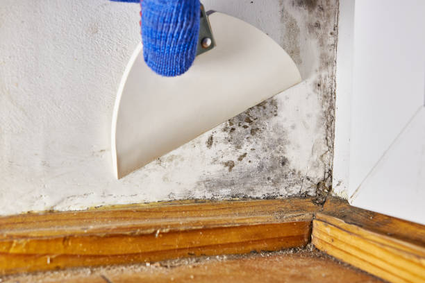 Best Emergency Mold Remediation  in Bedford, OH