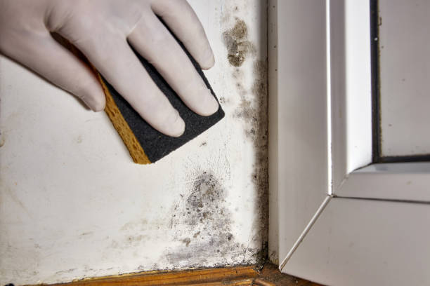 Best Attic Mold Removal  in Bedford, OH